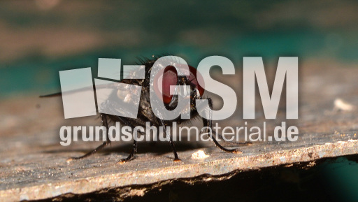 Graue Fleischfliege (5).jpg